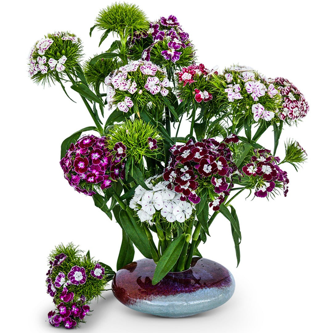 Hollandia Purple Crown Dianthus in a purple clay vase on a white background.