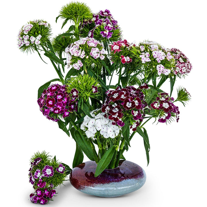 Hollandia Purple Crown Dianthus in a purple clay vase on a white background.