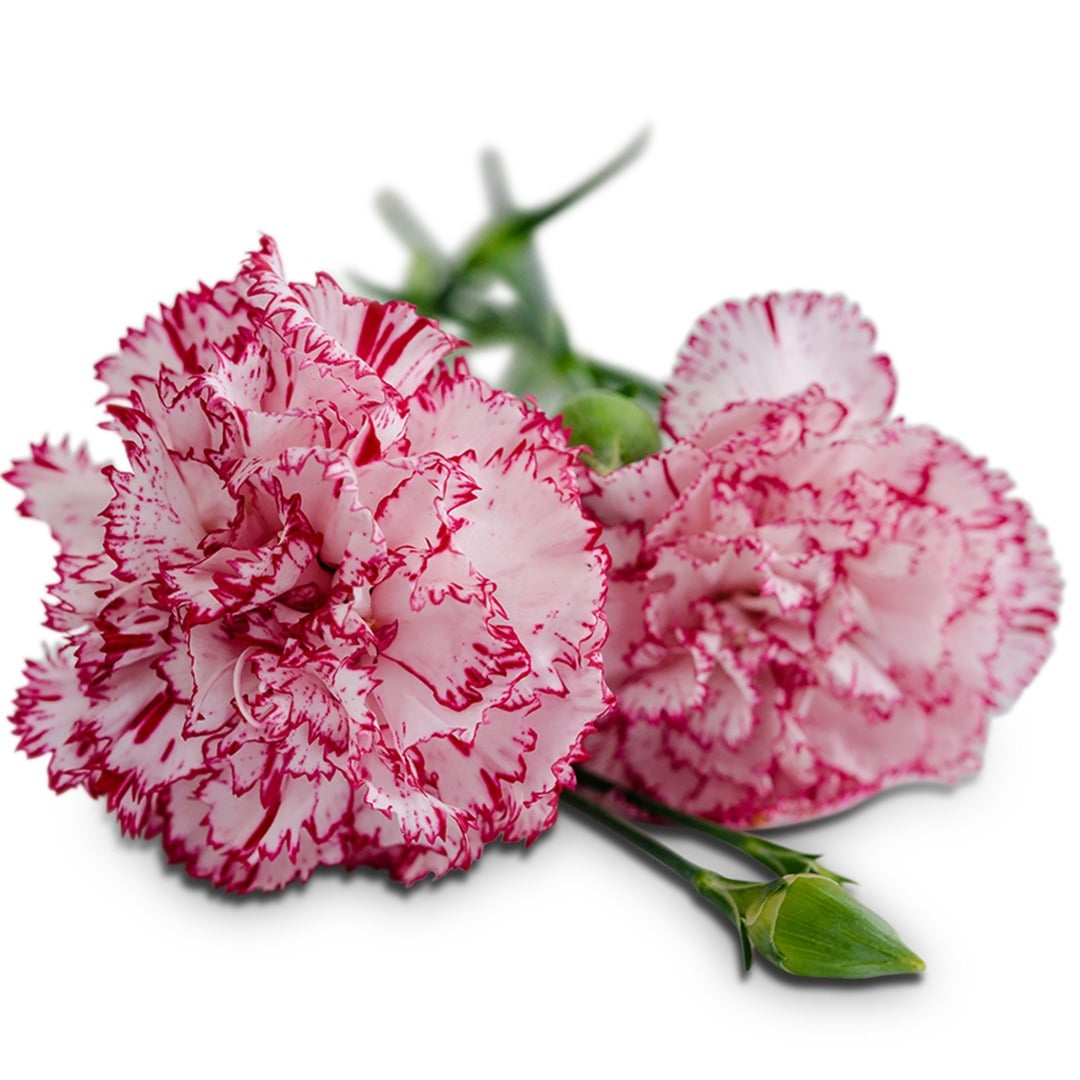 Pair of Raspberry Ripple Dianthus on a white background.