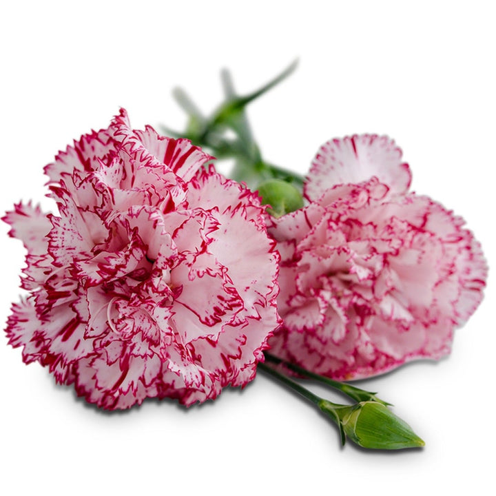 Pair of Raspberry Ripple Dianthus on a white background.