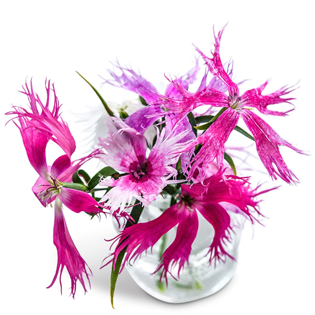 Spooky Mix Dianthus in a glass vase on a white background.