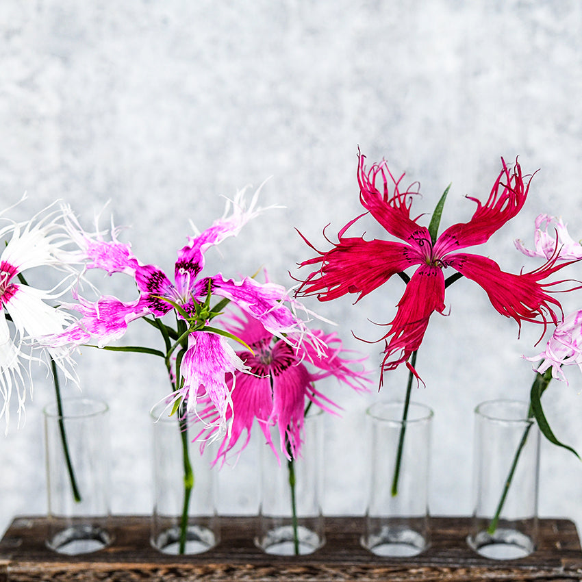 Five stems from the Spooky Mix Dianthus sit in a row in bud vases.