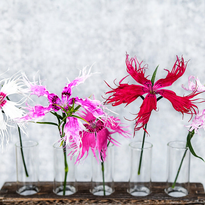 Five stems from the Spooky Mix Dianthus sit in a row in bud vases.