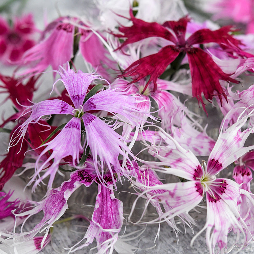 Detail of delicate Spooky Mix Dianthus blooms.
