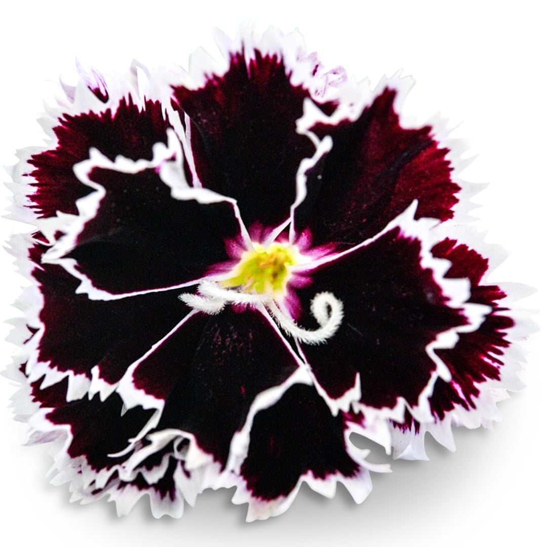 Close up of Zebra Crossing Dianthus on a white background.