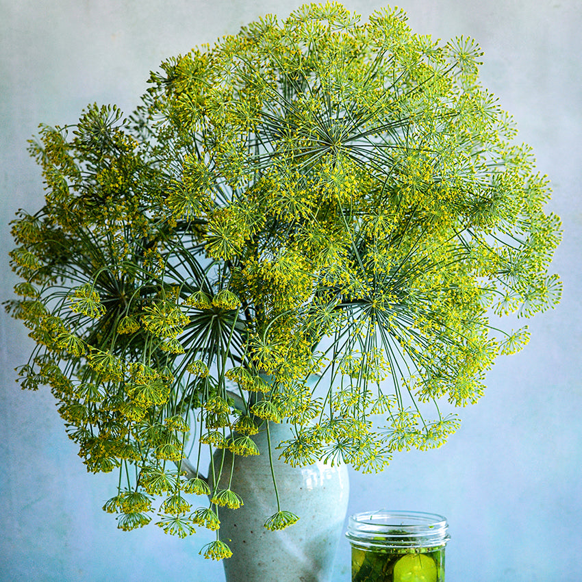 Large Dill Bouquet in blue speckled vase.