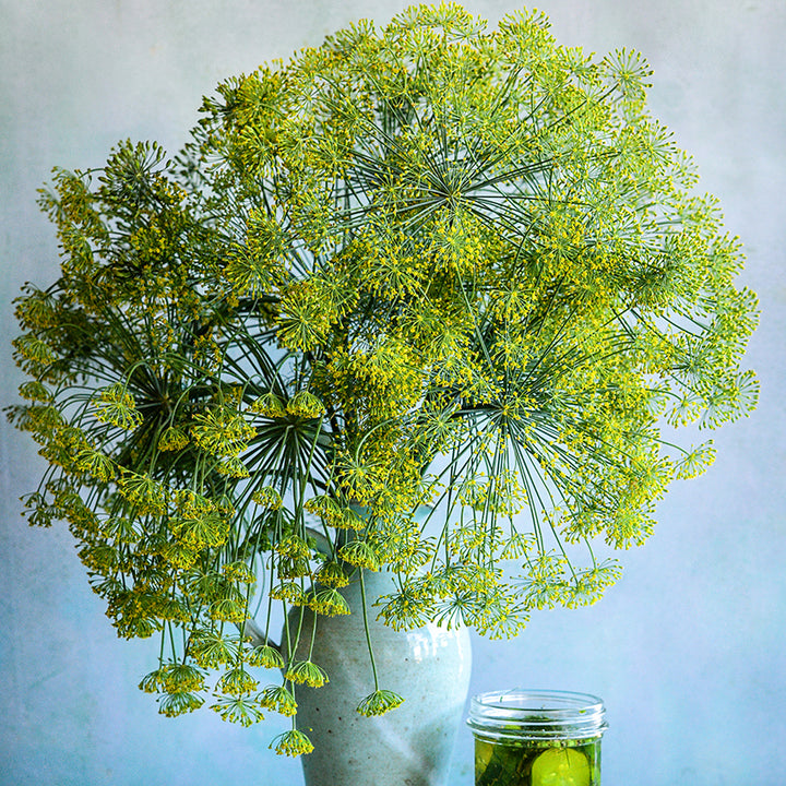 Large Dill Bouquet in blue speckled vase.