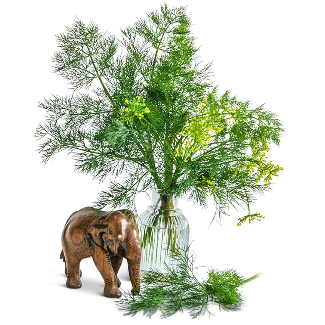 Elephant Dill sprigs in a glass vase with a wooden elephant statue on a white background