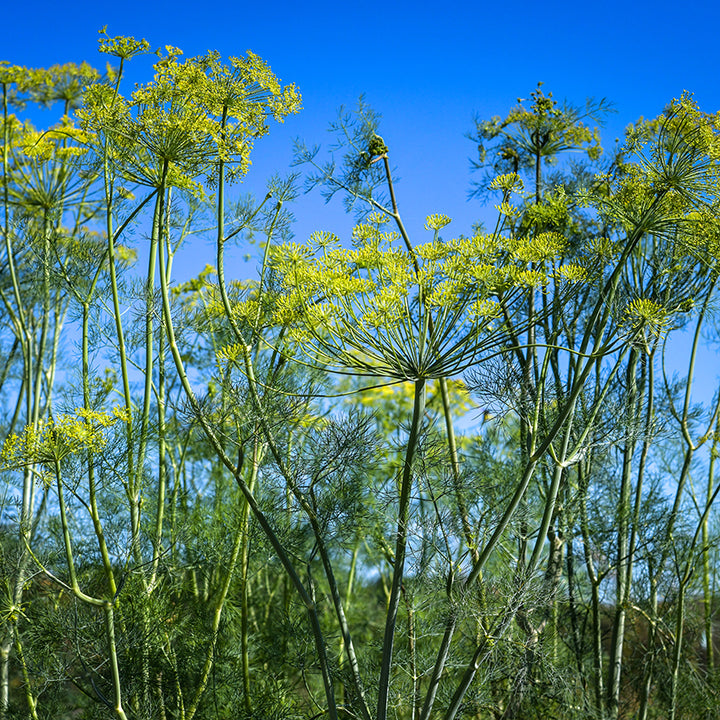 Elephant Dill growing under a beautifully blue sky.