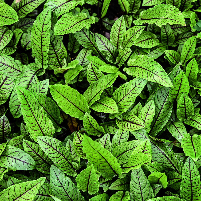 An overhead view of Bloody Dock Sorrel growing in the trial gardens at Baker Creek.
