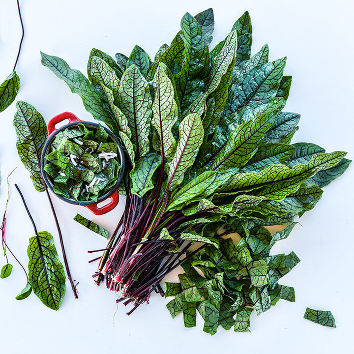 A bundle of Bloody Dock Sorrel surrounded by a salad and chopped and whole leaves on white.