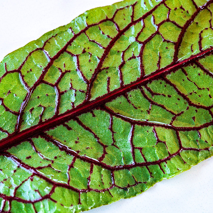 A close-up macro view of a single Bloody Dock Sorrel leaf, showing every red vein on the deep green leaf.