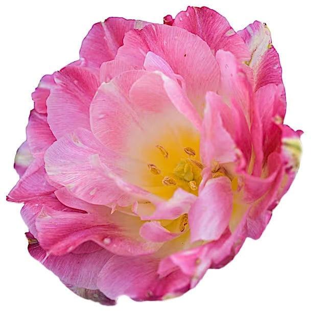 Tulip Bulbs, Double Sugar (10 bulbs)
