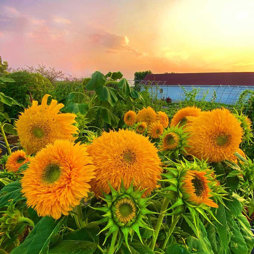 A field of blooming Double Sunking Sunflowers.