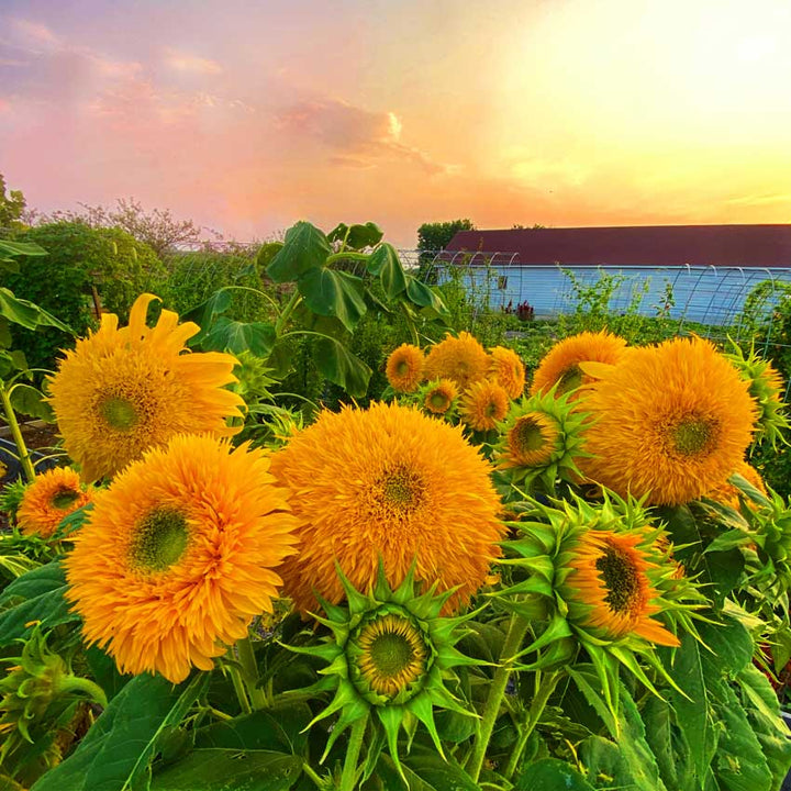 A field of blooming Double Sunking Sunflowers.