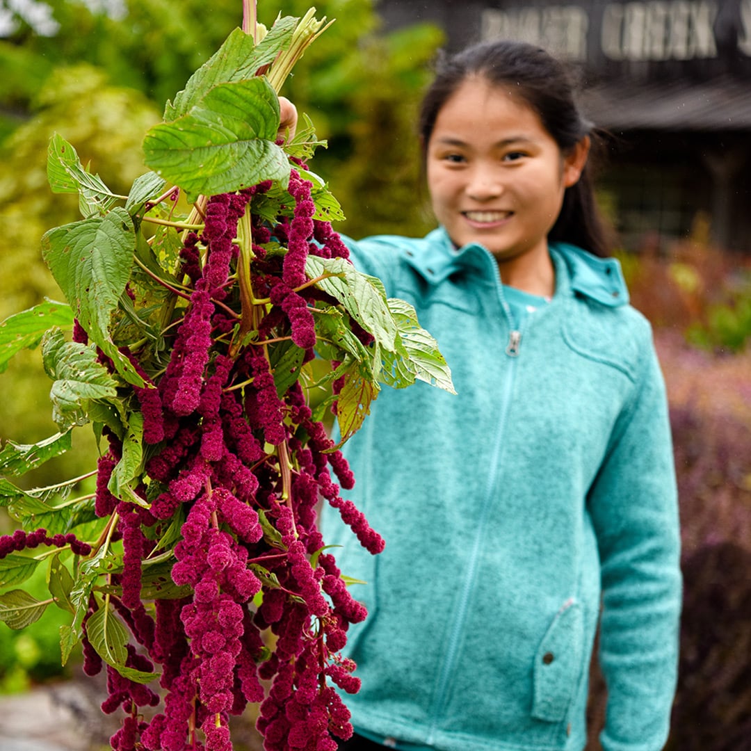 A smiling girl holding out Dreadlocks Amaranth in the trial garden at Baker Creek.