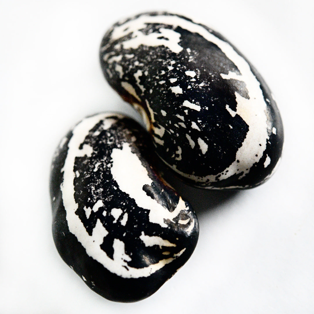 A macro close-up of a pair of Iroquois Skunk Beans on a white background.