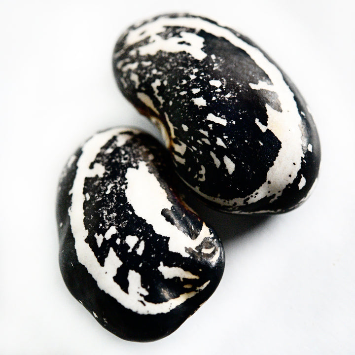 A macro close-up of a pair of Iroquois Skunk Beans on a white background.