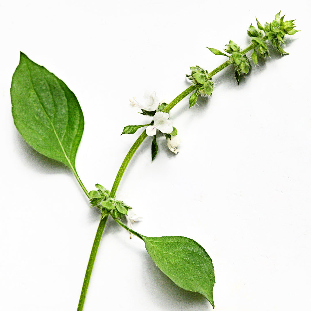 Lemon Basil sprig with leaves and flowers on a white background.
