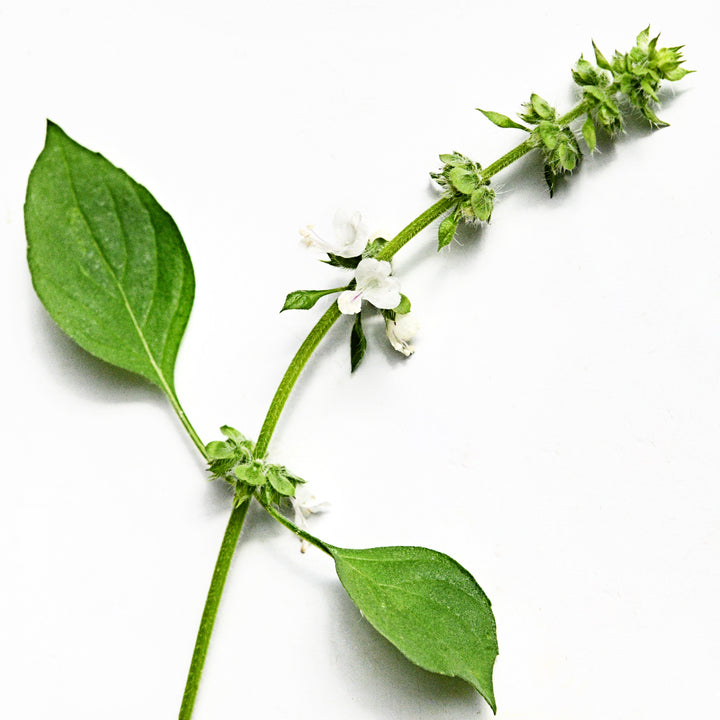 Lemon Basil sprig with leaves and flowers on a white background.