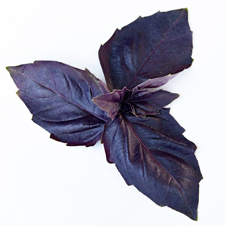 Several Dark Purple Opal Basil leaves on a white background.