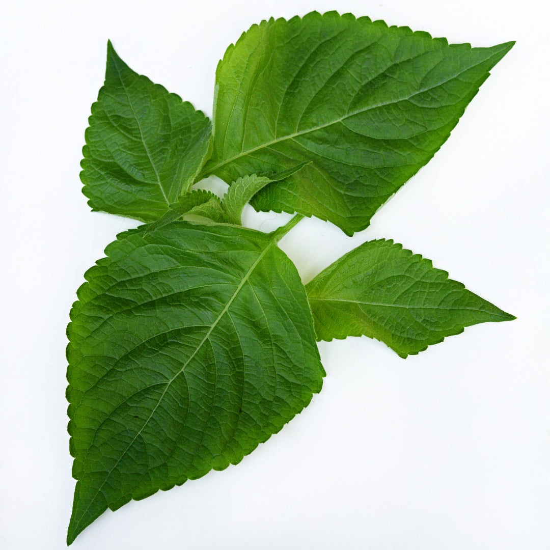 A close-up of African Nunum Basil leaves on a white background.