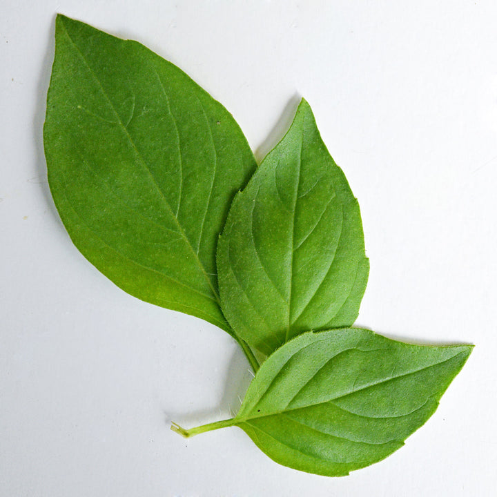 A trio of Chinese Sweet Basil leaves on a white background.