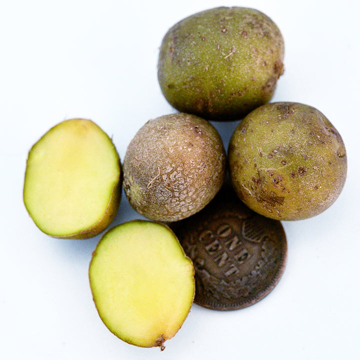 Several cut and whole Yukon Gold Micro Tuber Potatoes with a penny on a white background.