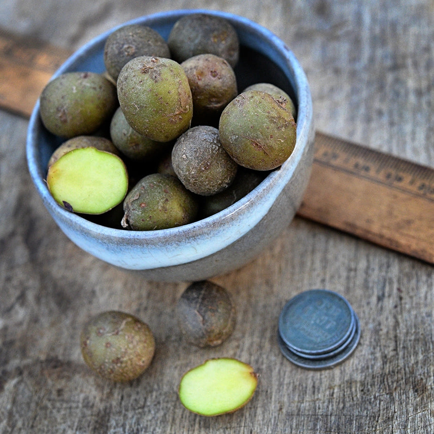 Yukon Gold Micro Tuber Potatoes in a small ceramic bowl with coins and ruler.