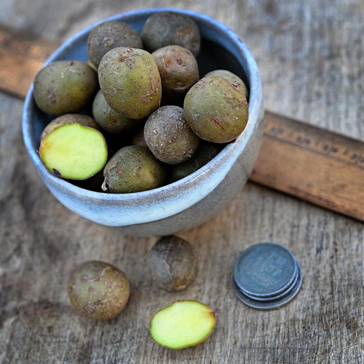 Yukon Gold Micro Tuber Potatoes in a small ceramic bowl with coins and ruler.