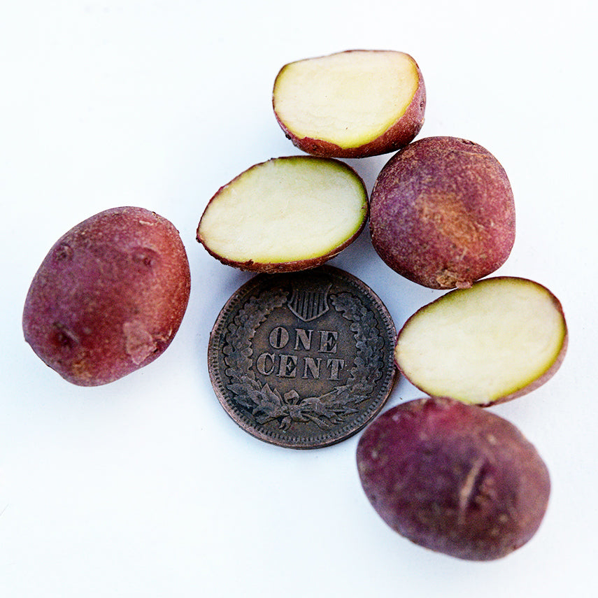 Sangre Potato Micro Tubers with a penny to show size on a white background.