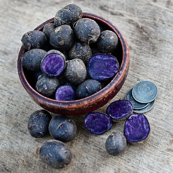 Sliced and whole Adirondack Blue Micro Tubers in a bowl with pennies on a wood background.