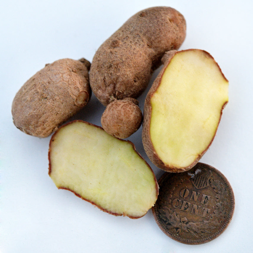 Several Russet Burbank Potato Micro Tubers arranged on white background with a penny.