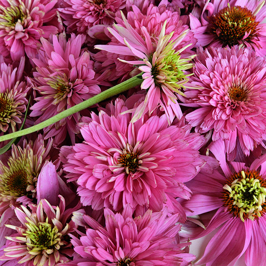 A close-up macro of Paradiso Super-Duper Echinacea blooms.