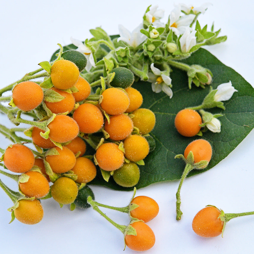Clusters of Dwarf Tamarillo fruit with blooms and leaf on a white background.