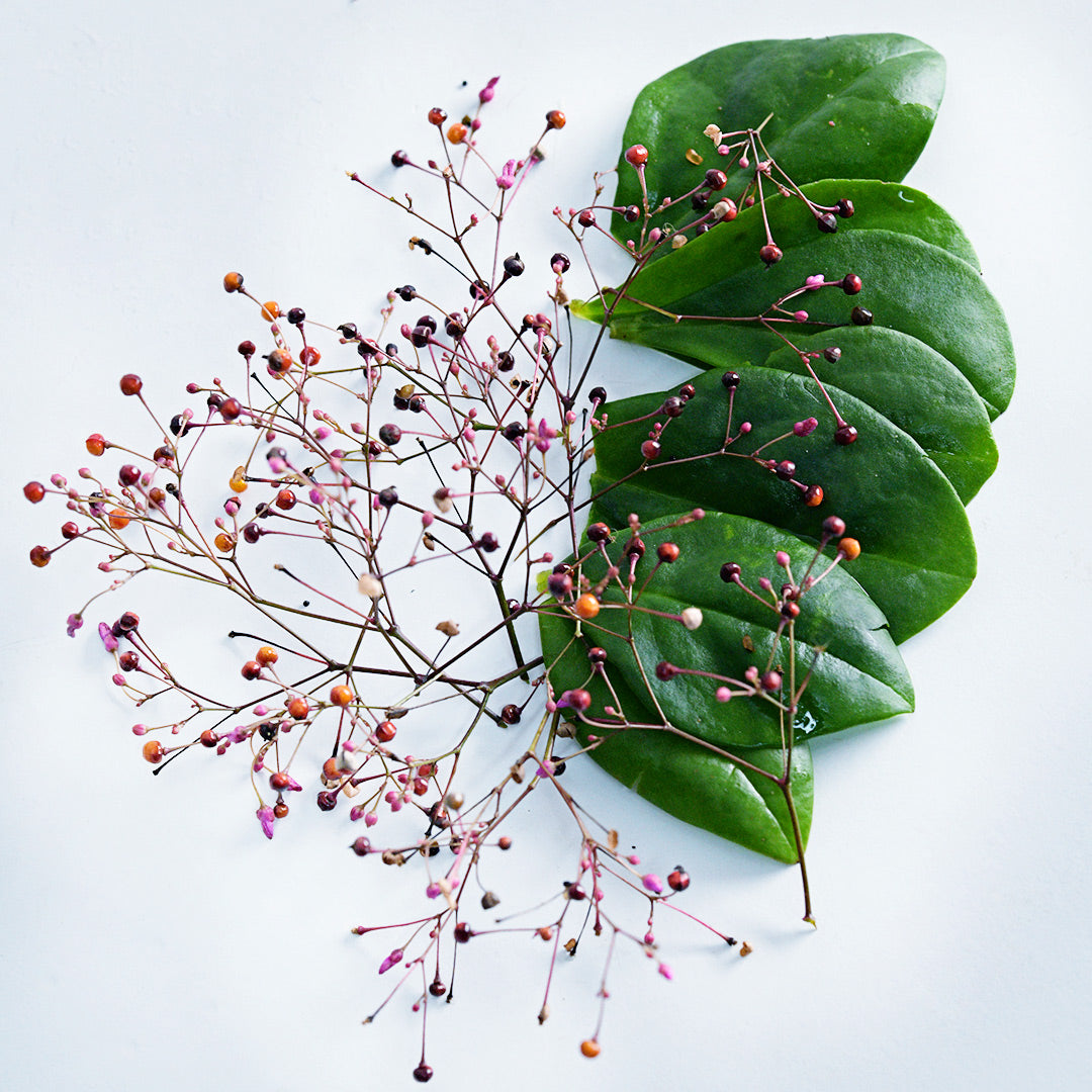 A close-up of Jewels of Opar berries and edible leaves on white background.