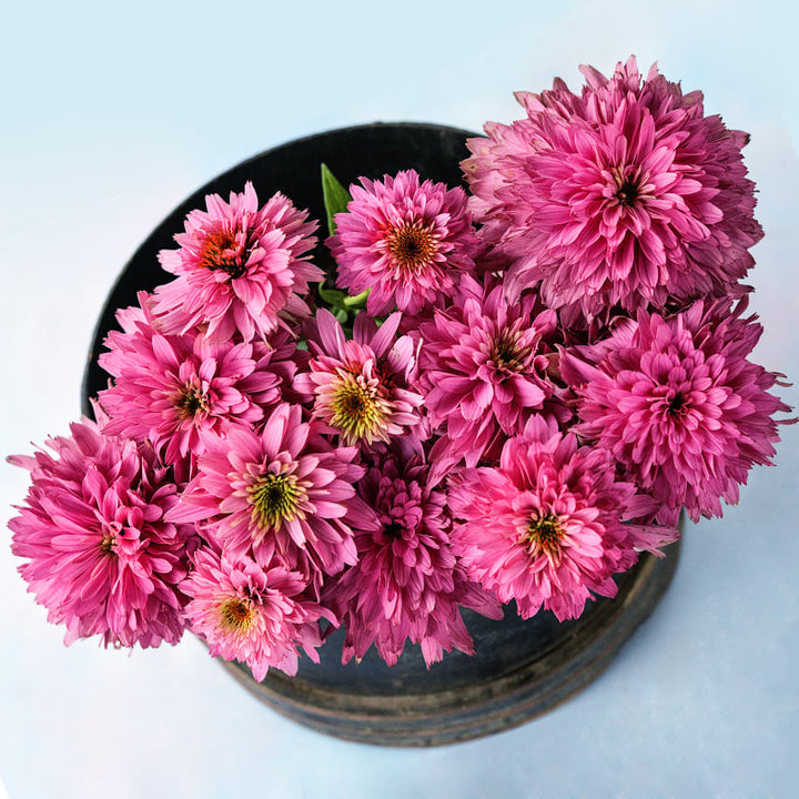 An arrangement of Paradiso Super-Duper Echinacea blooms on a light background.