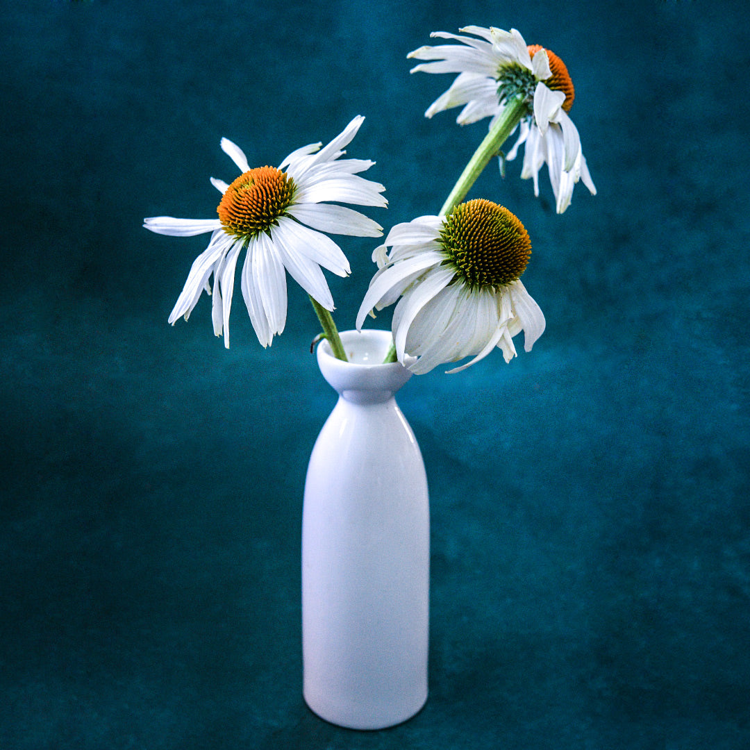 A trio of White Swan Echinacea flowers in a white vase on a dark blue background.
