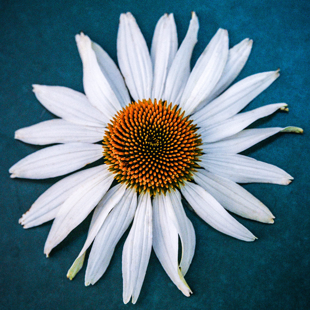 A single White Swan Echinacea flower on a dark blue background.
