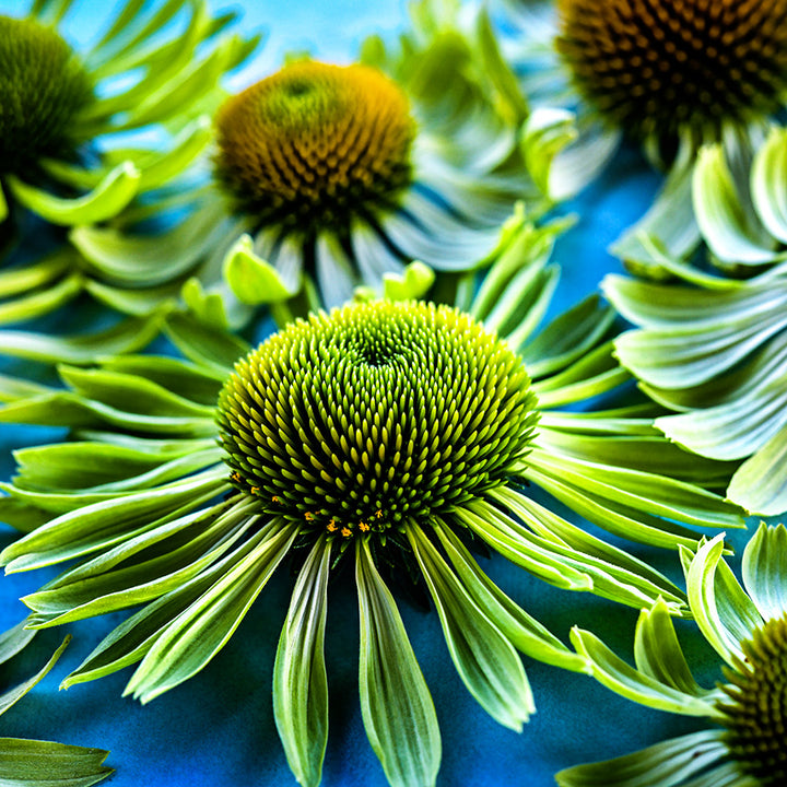 A close-up view of about a half dozen Alan's Pride Echinacea flowers on blue background.