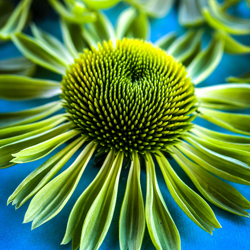 A close-up macro detailed view of bright green Alan&