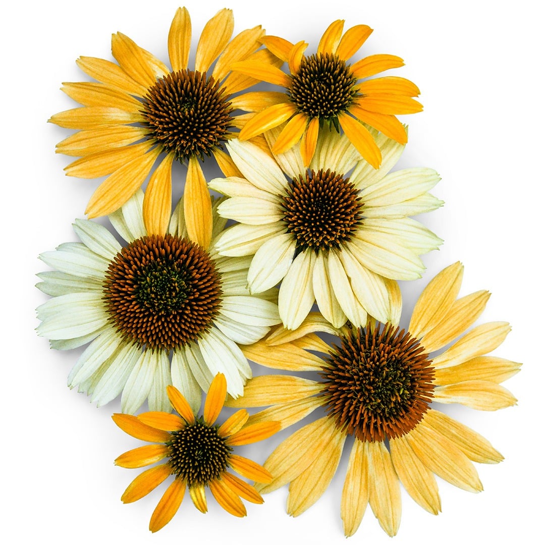 Mellow Yellows Echinacea arranged on a white background.