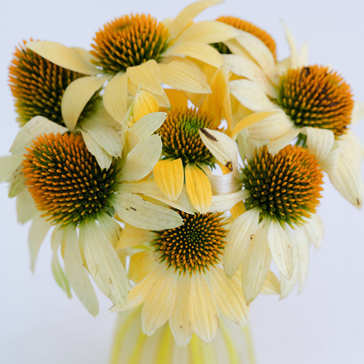 Mellow Yellow Echinacea in yellow vase on white background.