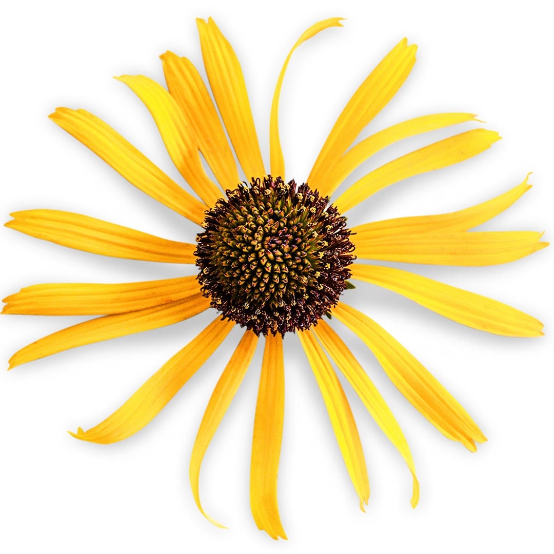 Detailed close up of Ozark Yellow Coneflower on a white background.
