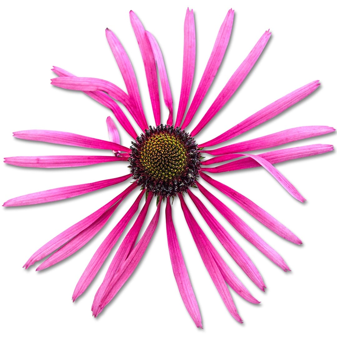 Detailed close up of Pallida Echinacea on a white background.
