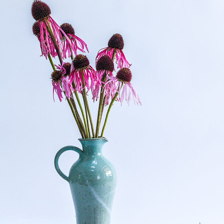 Echinacea Pallida in blue water jug.