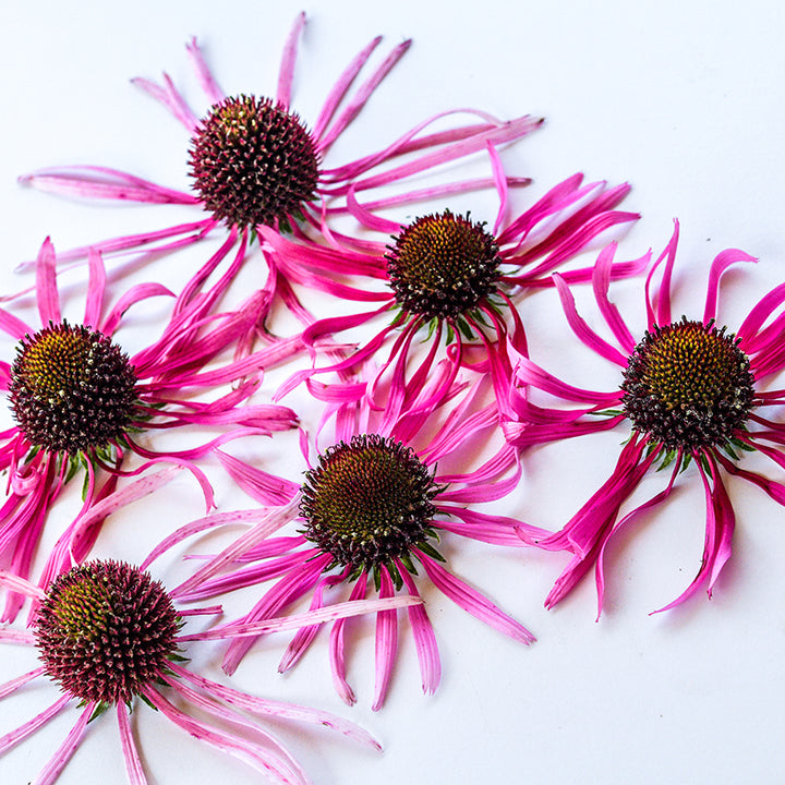 Echinacea Pallida blooms on white background.