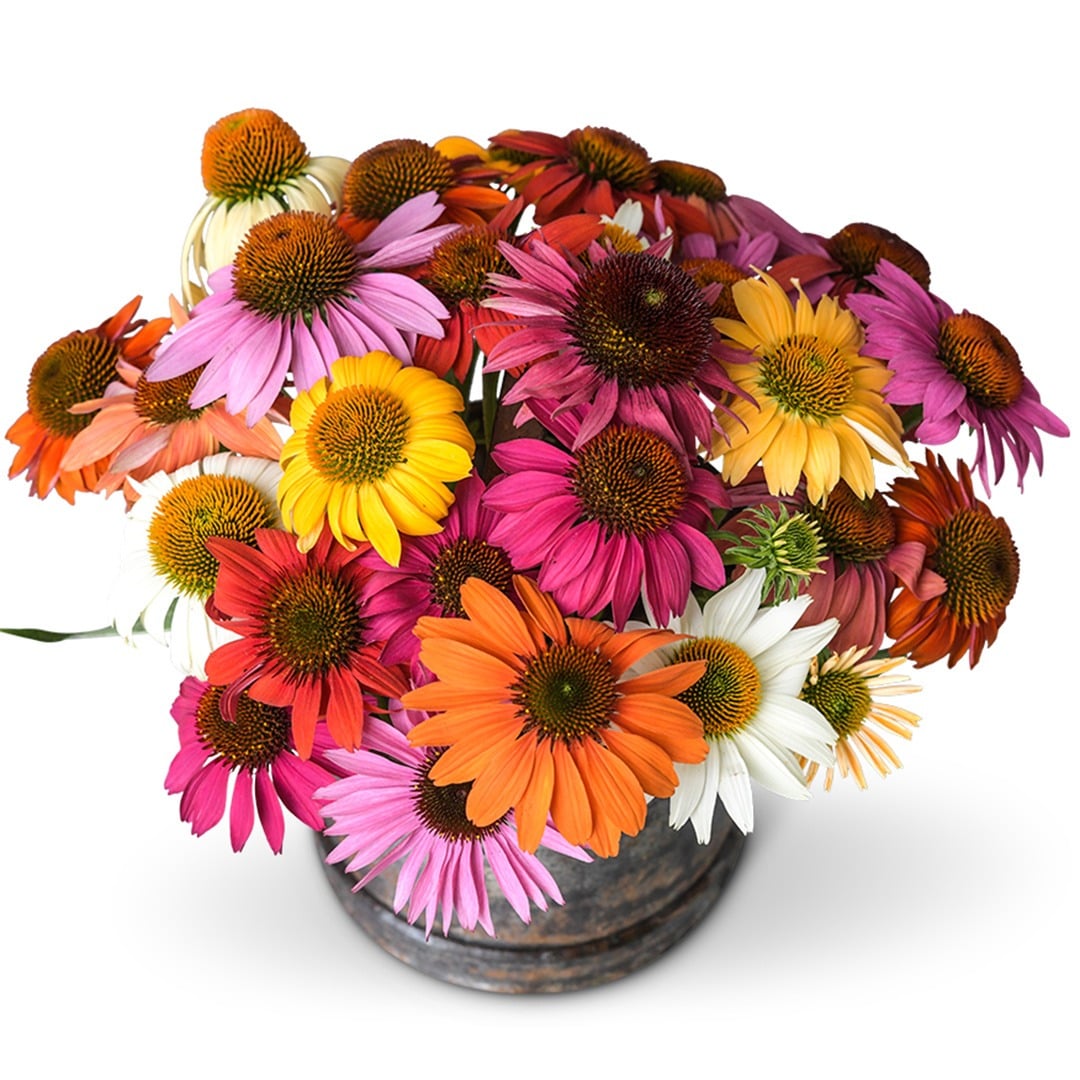 Bouquet of Paradiso Mix Echinacea on a white background.