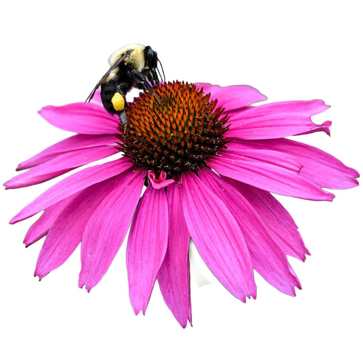 Echinacea Purpurea with bee pollinator on white background.