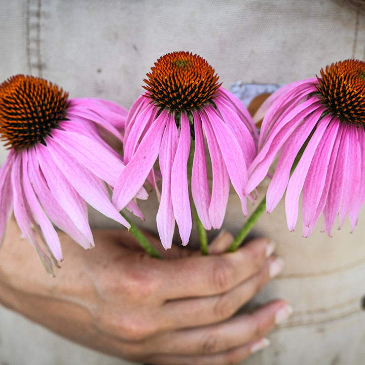 Trio Echinacea Purpurea held by gardener.